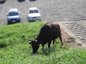 荒川の牛