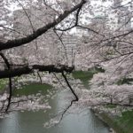 花見の写真