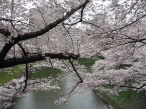 千鳥ヶ淵の桜