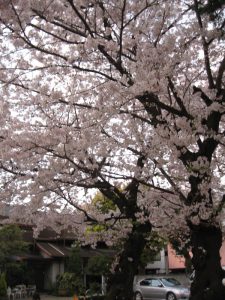 隅田川の桜