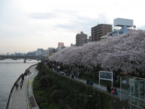 隅田川の桜