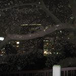 夜桜をみてきた