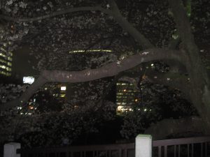 千鳥ヶ淵の桜