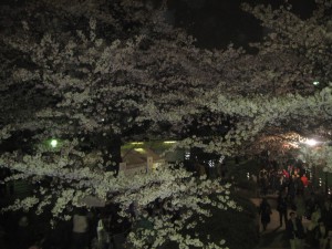 千鳥ヶ淵の桜