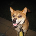 犬の目の周りに毛が生えてきた2。