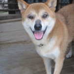 犬の目の周りに毛が生えてきた3。