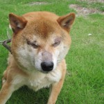 犬のアレルギーが再発したようです・・・