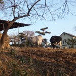 榎本牧場に行ってきた。