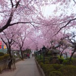 安行　密蔵院の桜　その２