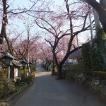 安行　密蔵院の桜　その１