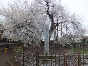 東光寺の石戸蒲桜