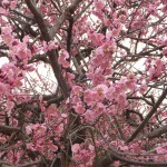 越谷　梅林公園