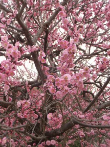 越谷　梅林公園 (5)