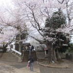 東光寺の石戸蒲桜