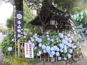 白山神社のあじさい