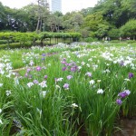 小石川後楽園に行ってきた