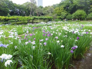 小石川後楽園の花菖蒲