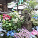 白山神社のあじさい