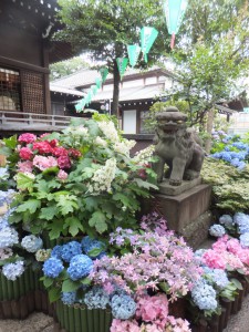 狛犬とあじさい