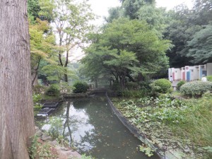 井の頭公園の神田川