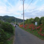 巾着田に行ってきた　その１