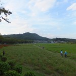巾着田に行ってきた　その２