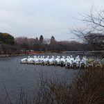 かいぼりをやっているので井の頭公園に行ってきた　その2