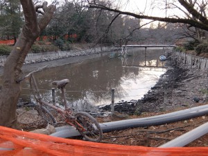 井の頭公園の池