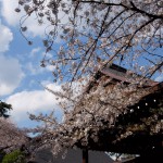 靖国神社に花見に行ってきた