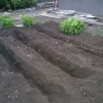 ネギを植えてみた　その１