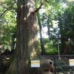 高尾山にいってきたよ　その４