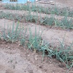 ネギを植えてみた　その２