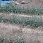 ネギを植えてみた　その３
