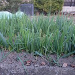 ネギを植えてみた　その４