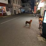 SFC修行（１１往復目）石垣島 その２